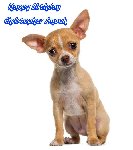 Thumb for Christopher SmoakChihuahua_l2.jpg (47 
KB)
